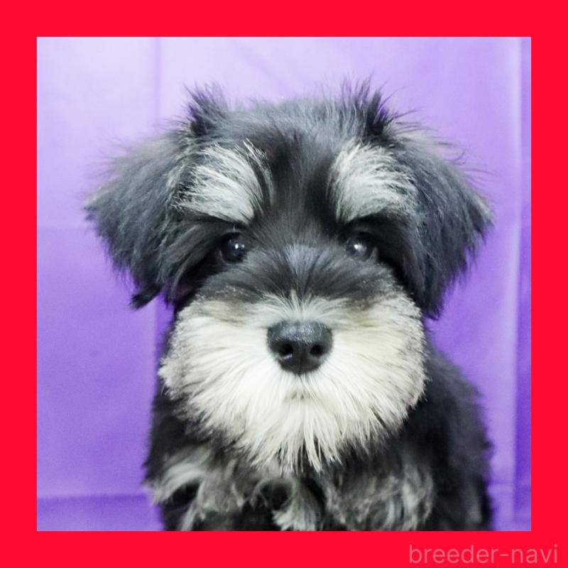 販売中の愛知県のミニチュアシュナウザー-410847