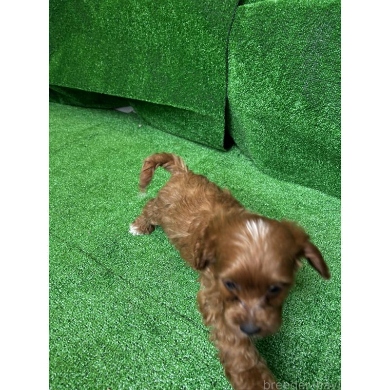 販売中の神奈川県のキャバプー:キャバリア×トイプードル-416215の7枚目