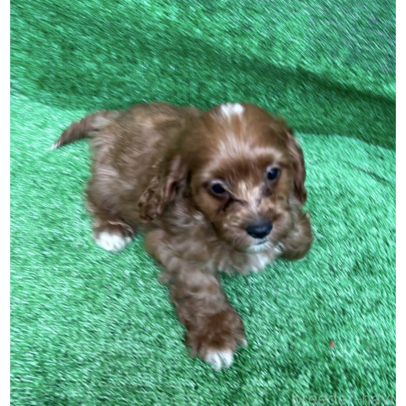 販売中の神奈川県のキャバプー:キャバリア×トイプードル-416215の6枚目