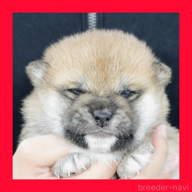 販売中の愛知県の柴犬-423619