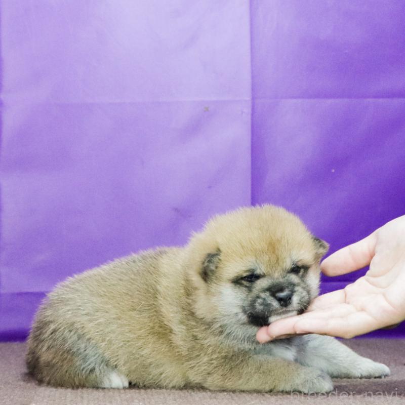 販売中の愛知県の柴犬-423619の3枚目