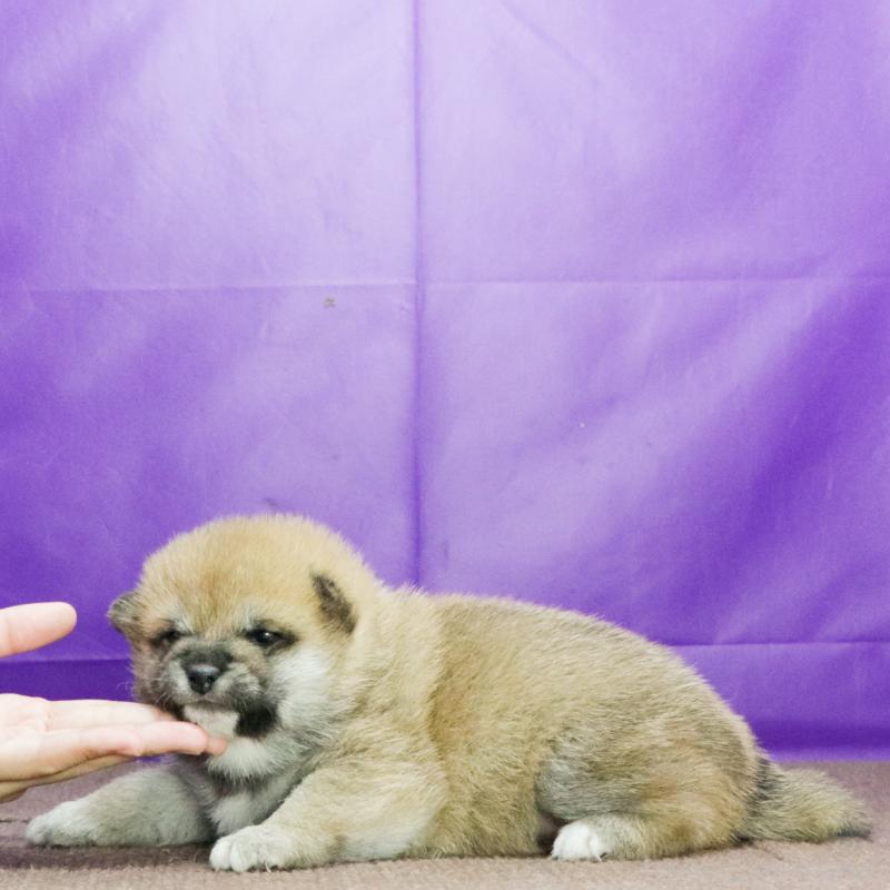 販売中の愛知県の柴犬-423619の2枚目