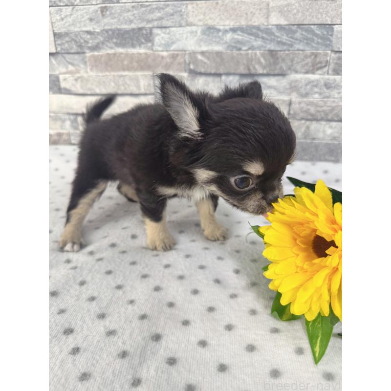 販売中の千葉県のチワワ(ロングコート)-410025の2枚目