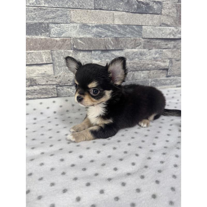 販売中の千葉県のチワワ(ロングコート)-410028の2枚目