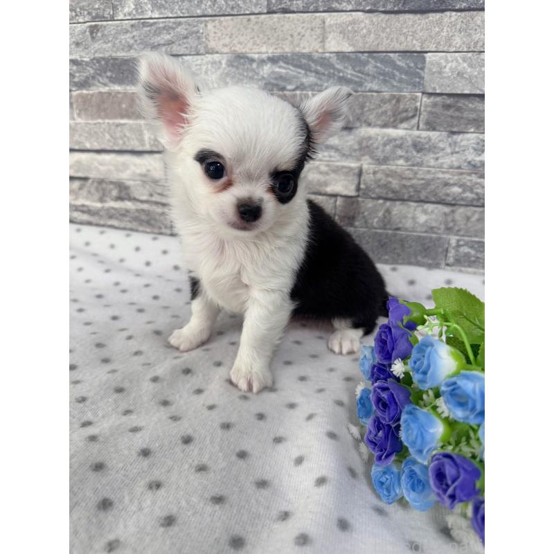 販売中の千葉県のチワワ(ロングコート)-410024の2枚目