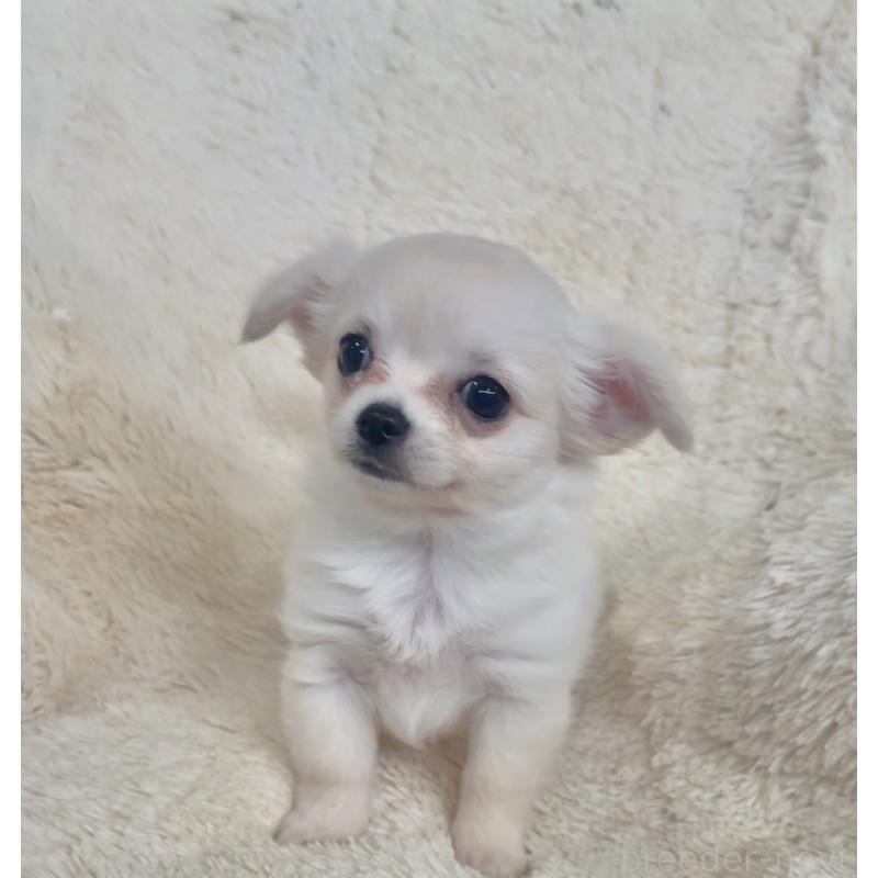 販売中の千葉県のチワワ(ロングコート)-423618