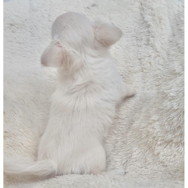 販売中の千葉県のチワワ(ロングコート)-423618の6枚目