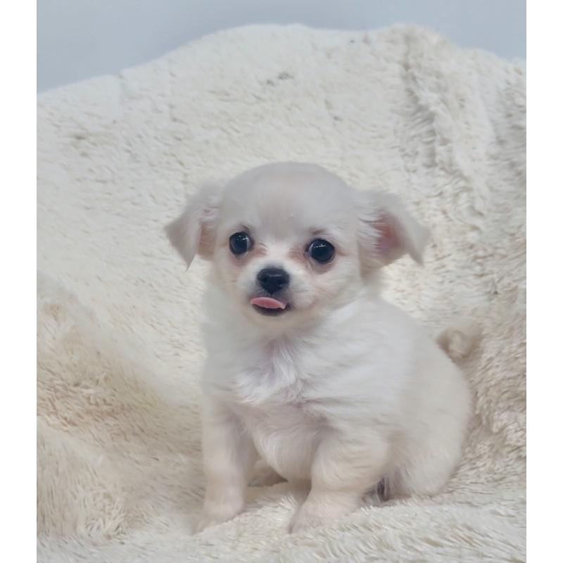 販売中の千葉県のチワワ(ロングコート)-423618の5枚目