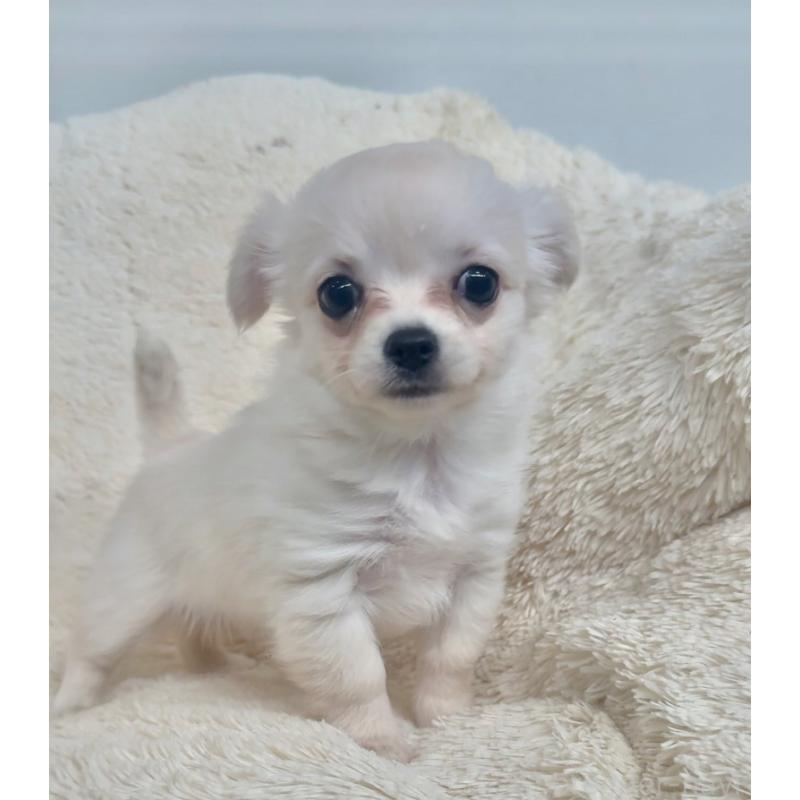 販売中の千葉県のチワワ(ロングコート)-423618の4枚目