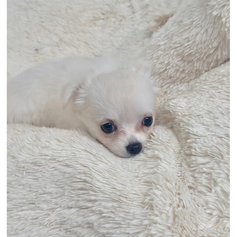 販売中の千葉県のチワワ(ロングコート)-423618の3枚目