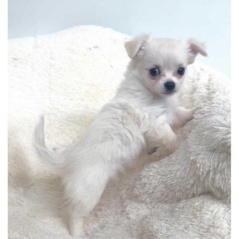 販売中の千葉県のチワワ(ロングコート)-423618の2枚目