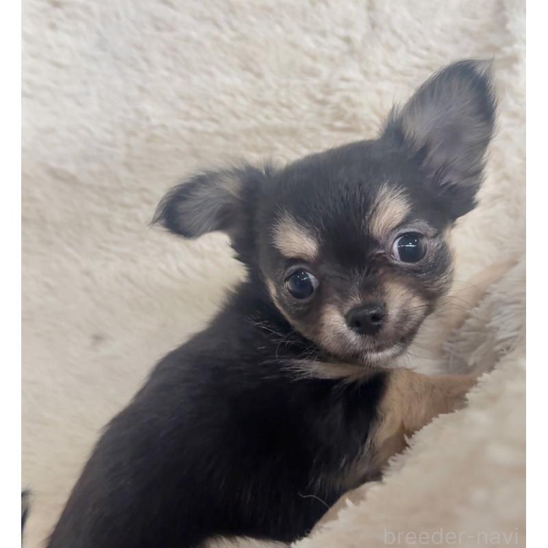 販売中の千葉県のチワワ(ロングコート)-423620の6枚目