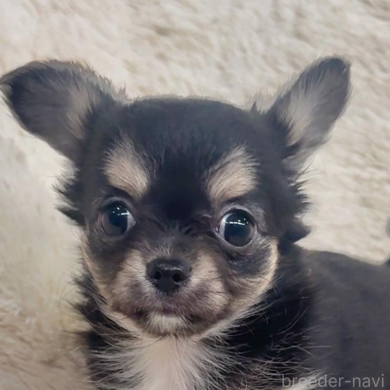 販売中の千葉県のチワワ(ロングコート)-423620の5枚目