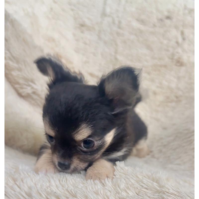 販売中の千葉県のチワワ(ロングコート)-423620の4枚目