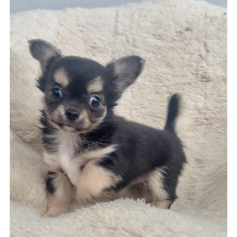 販売中の千葉県のチワワ(ロングコート)-423620の3枚目