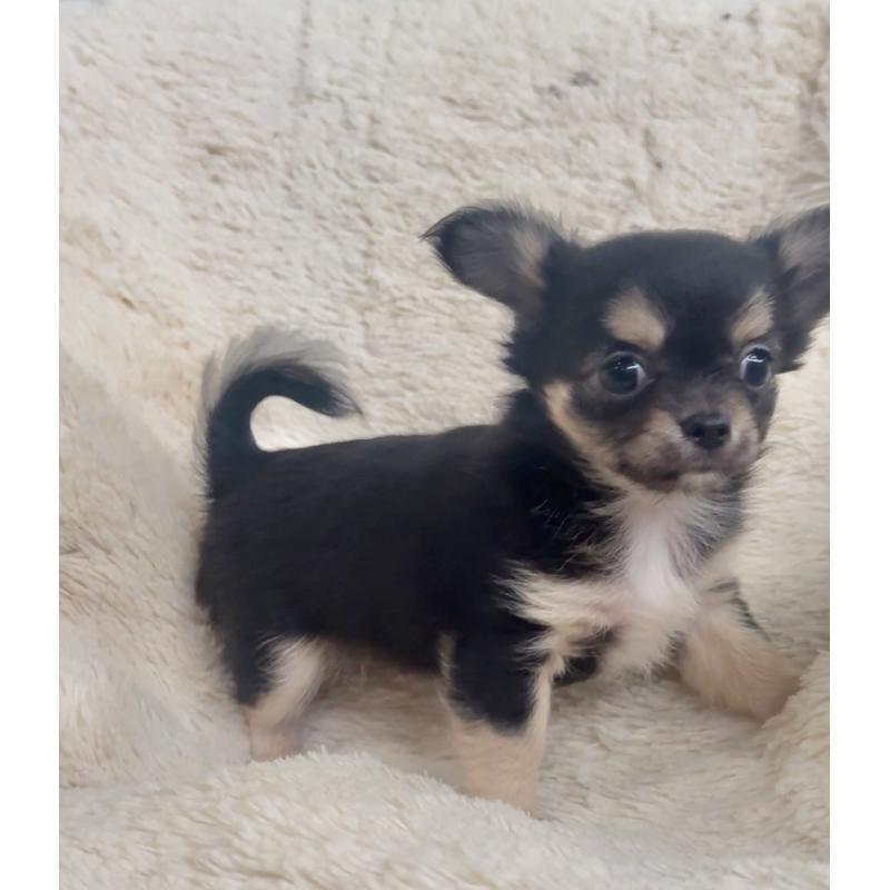 販売中の千葉県のチワワ(ロングコート)-423620の2枚目