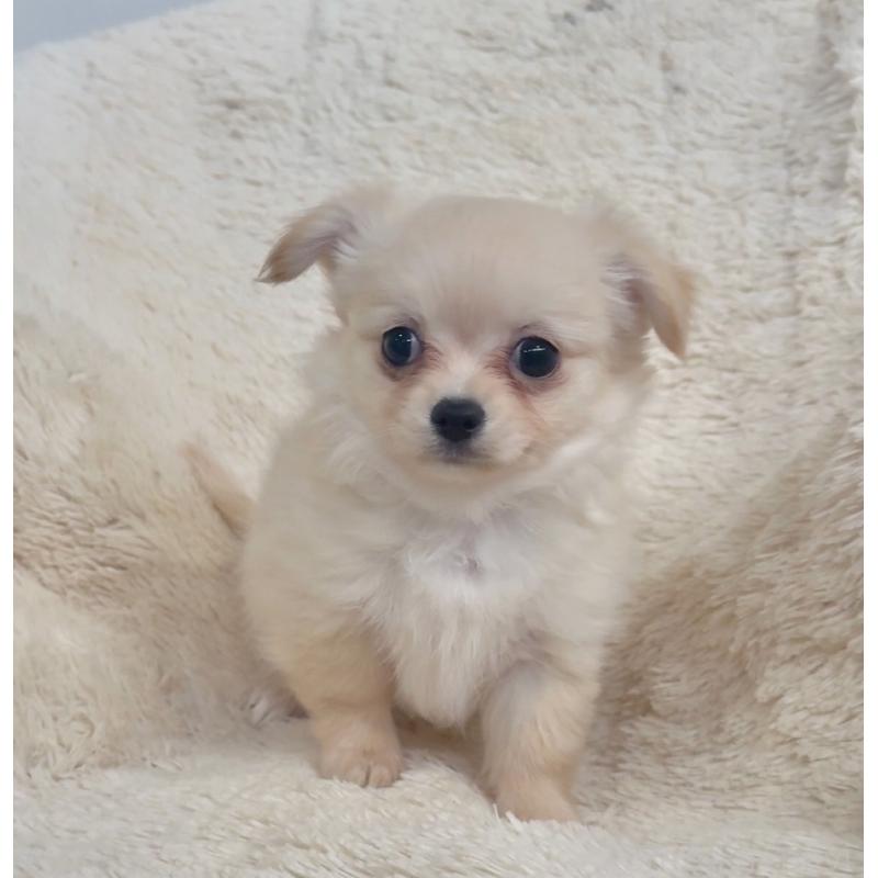 販売中の千葉県のチワワ(ロングコート)-423621