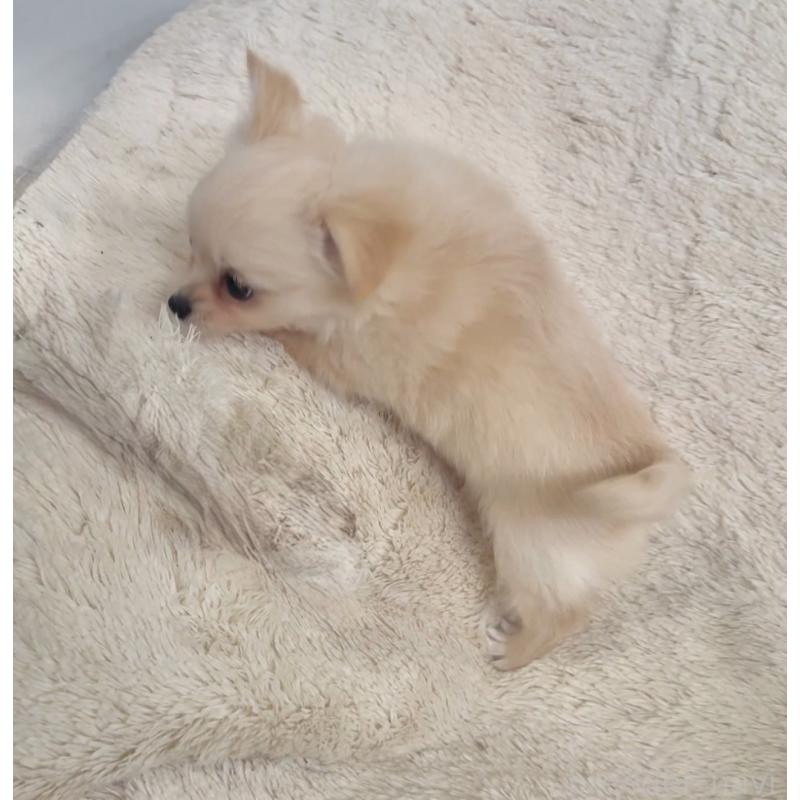 販売中の千葉県のチワワ(ロングコート)-423621の6枚目