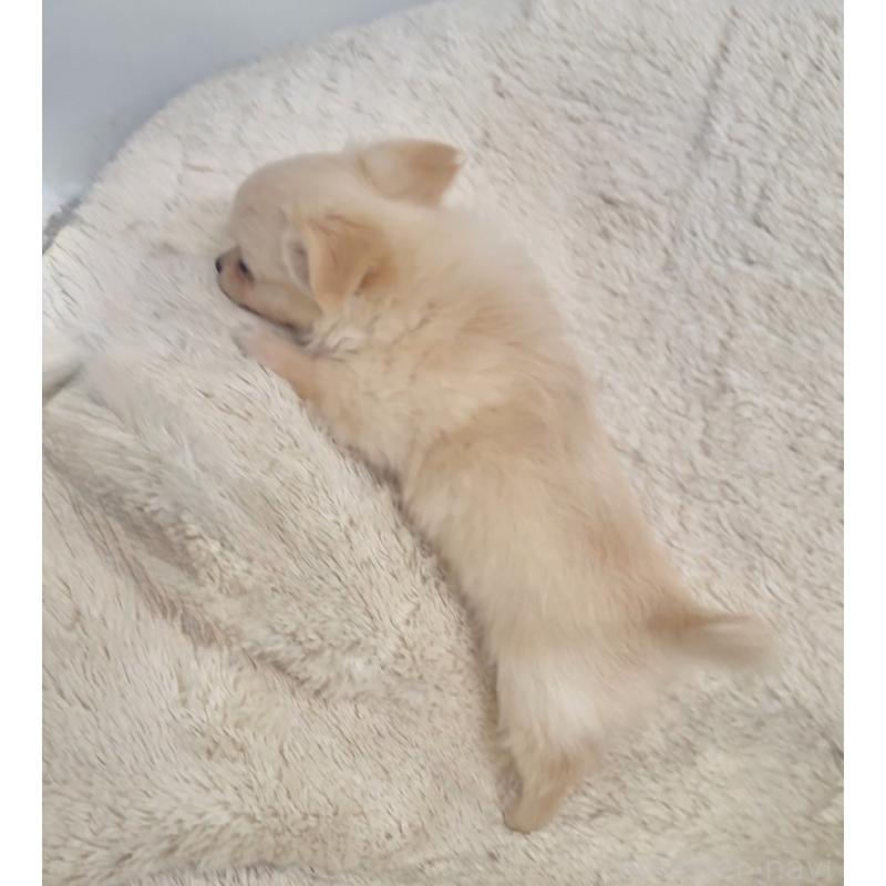 販売中の千葉県のチワワ(ロングコート)-423621の5枚目