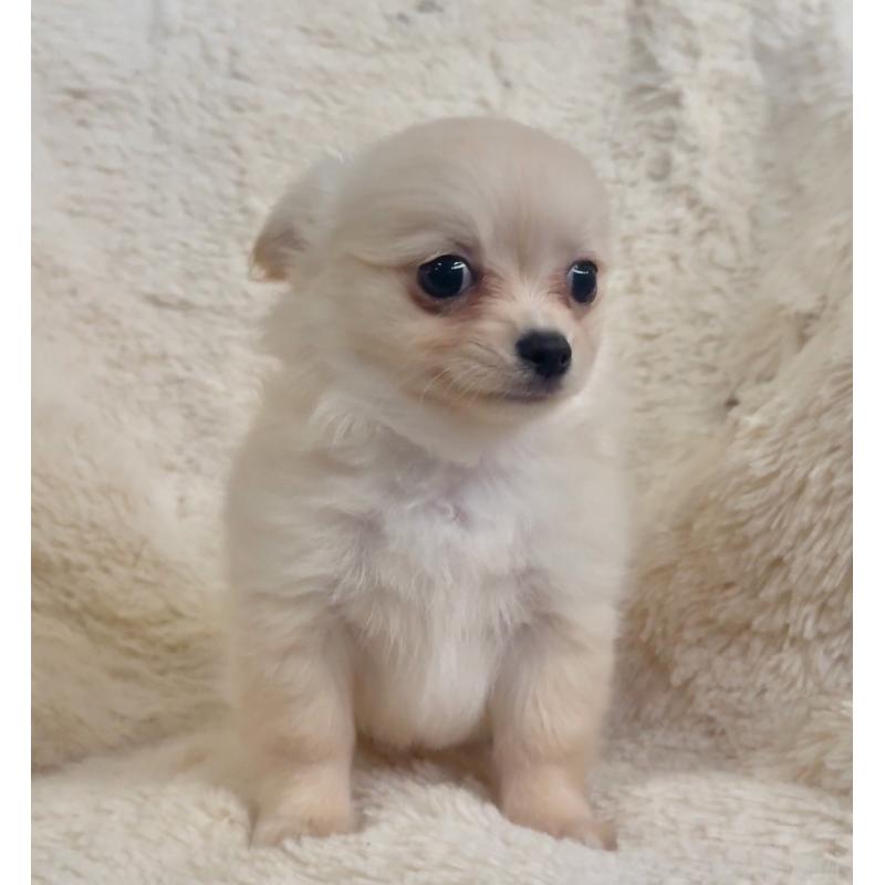 販売中の千葉県のチワワ(ロングコート)-423621の4枚目