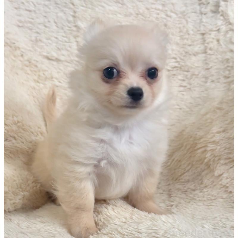 販売中の千葉県のチワワ(ロングコート)-423621の3枚目