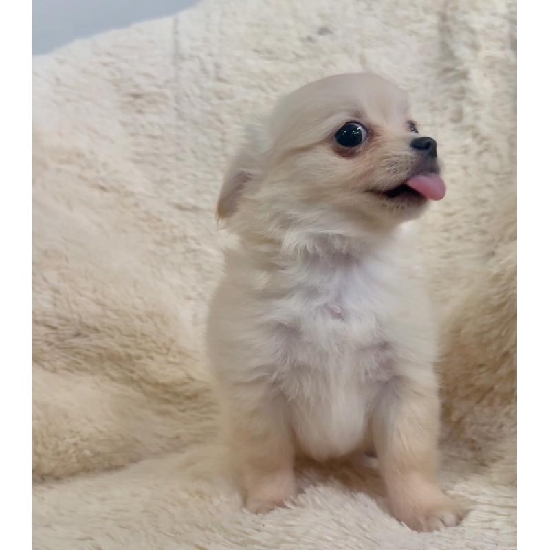 販売中の千葉県のチワワ(ロングコート)-423621の2枚目