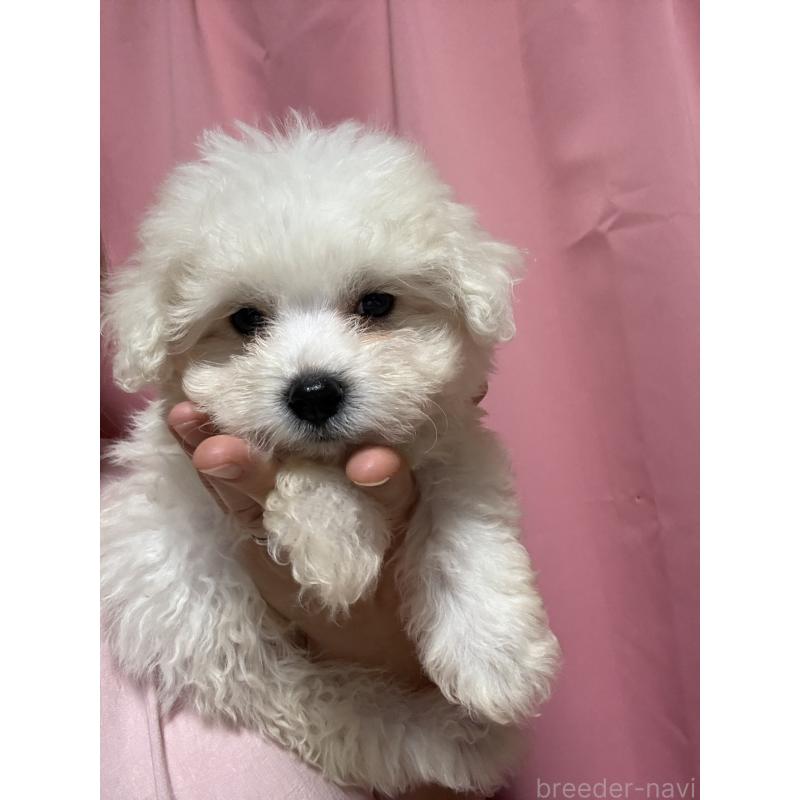 販売中の茨城県のマルプー:マルチーズ×トイプードル-421583の10枚目