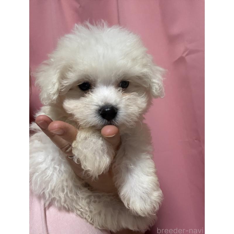 販売中の茨城県のマルプー:マルチーズ×トイプードル-421583の9枚目