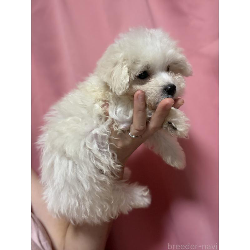 販売中の茨城県のマルプー:マルチーズ×トイプードル-421583の8枚目