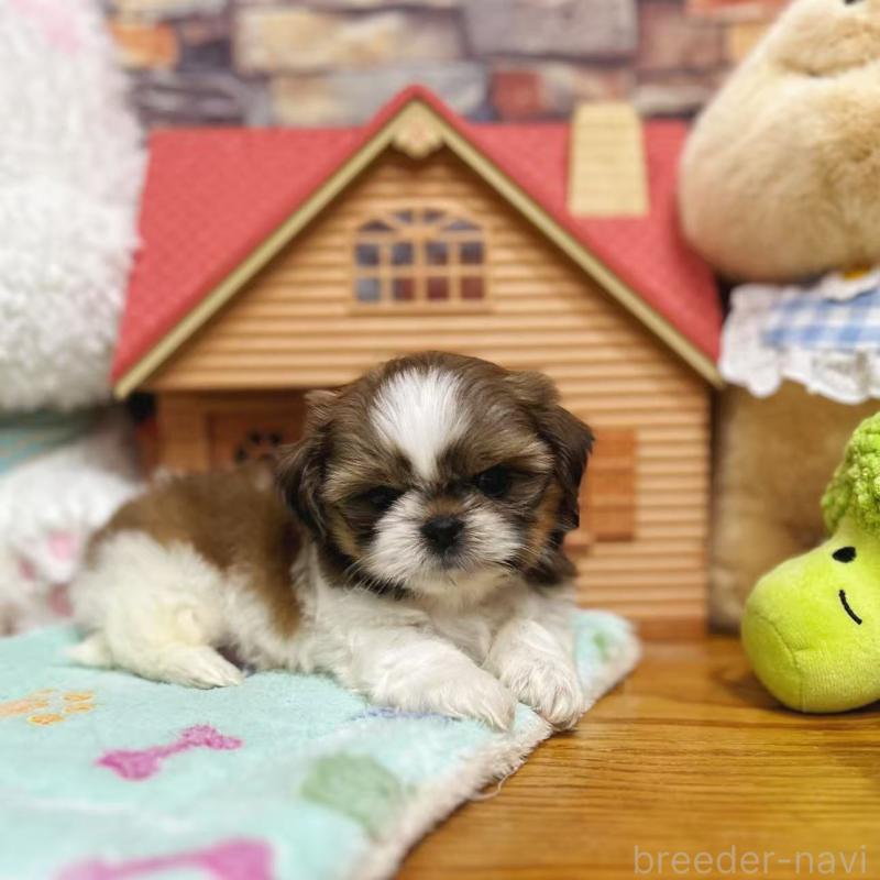 販売中の東京都のシーズー-423625の6枚目