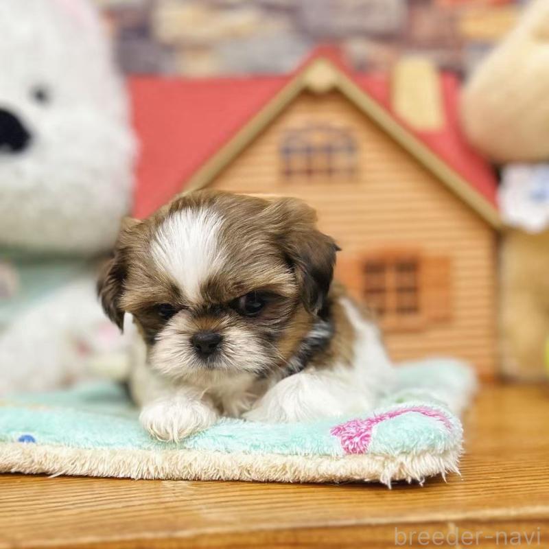 販売中の東京都のシーズー-423625の1枚目