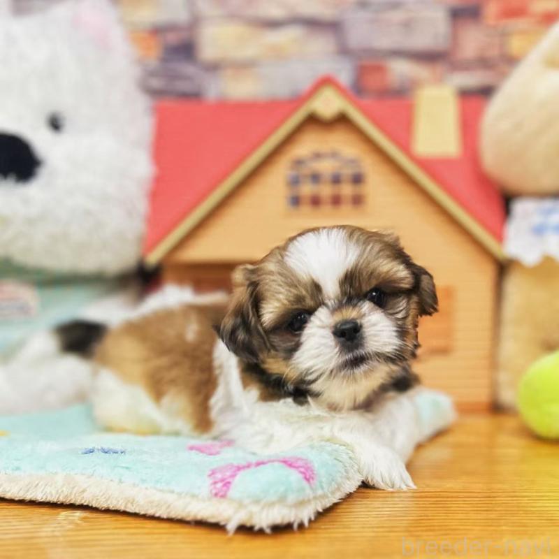 販売中の東京都のシーズー-423625の5枚目