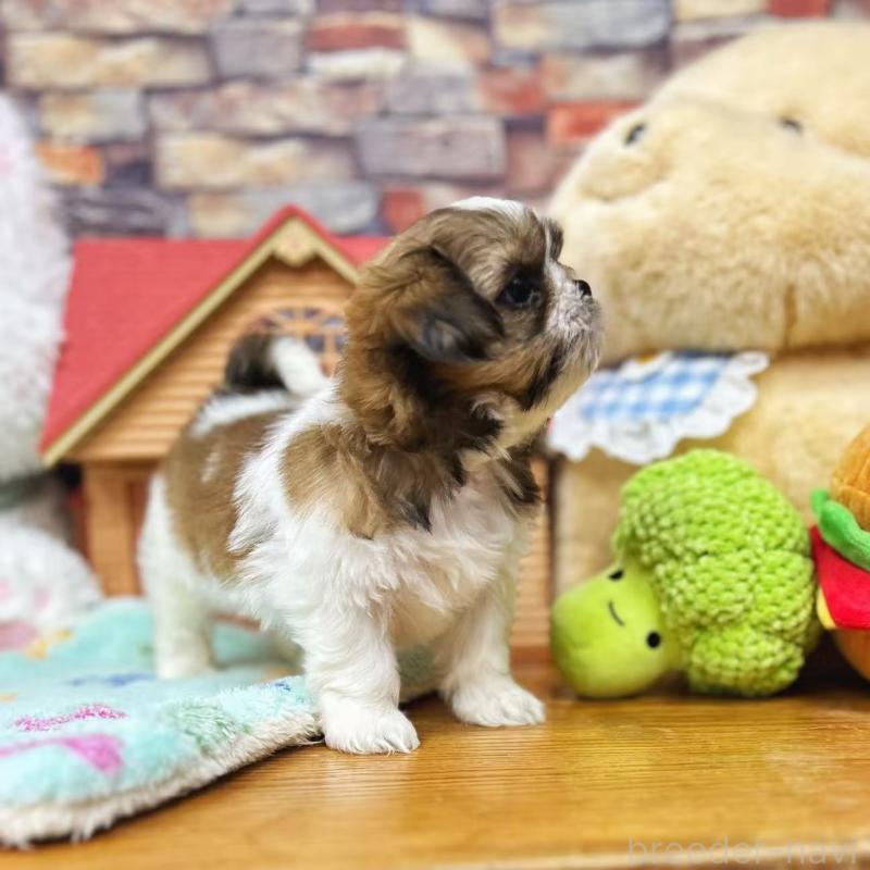 販売中の東京都のシーズー-423625の4枚目