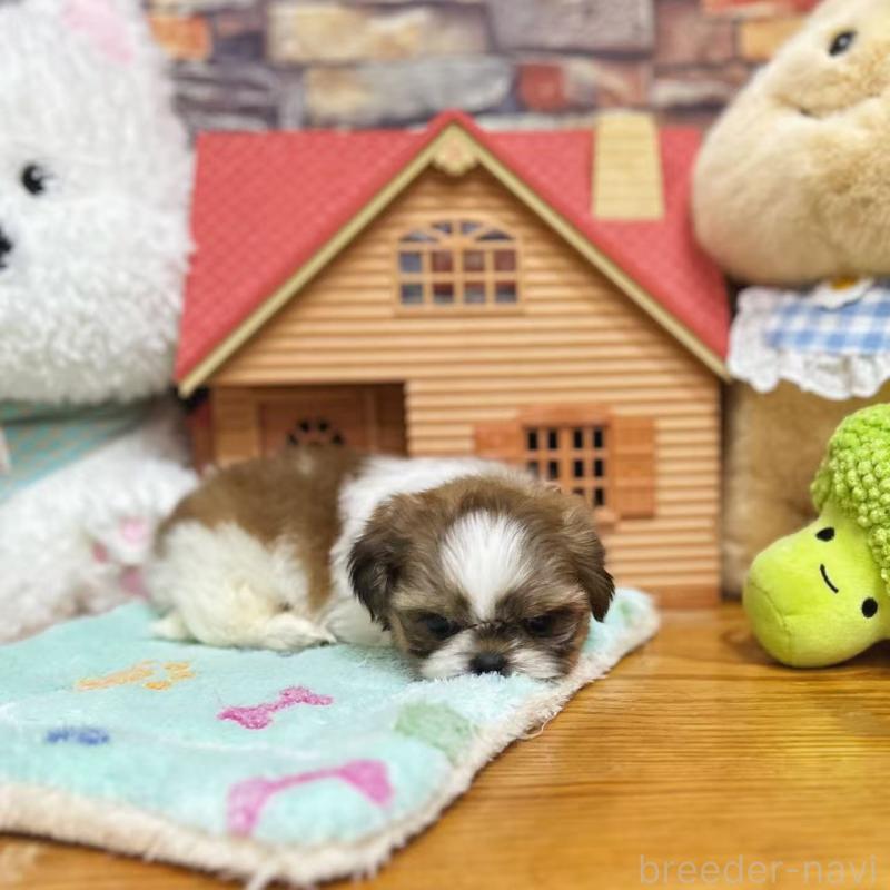 販売中の東京都のシーズー-423625の3枚目