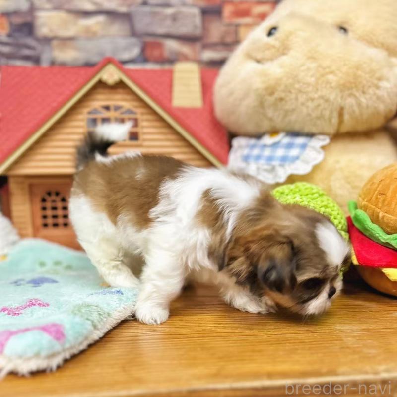 販売中の東京都のシーズー-423625の2枚目