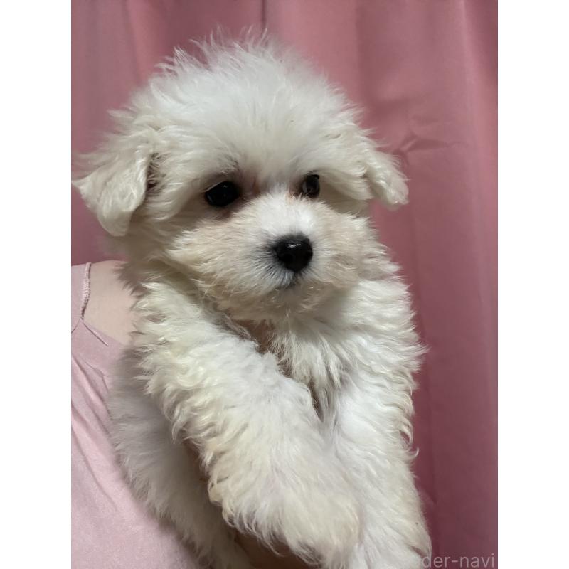 販売中の茨城県のマルプー:マルチーズ×トイプードル-421582の6枚目