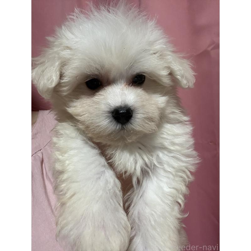 販売中の茨城県のマルプー:マルチーズ×トイプードル-421582の5枚目