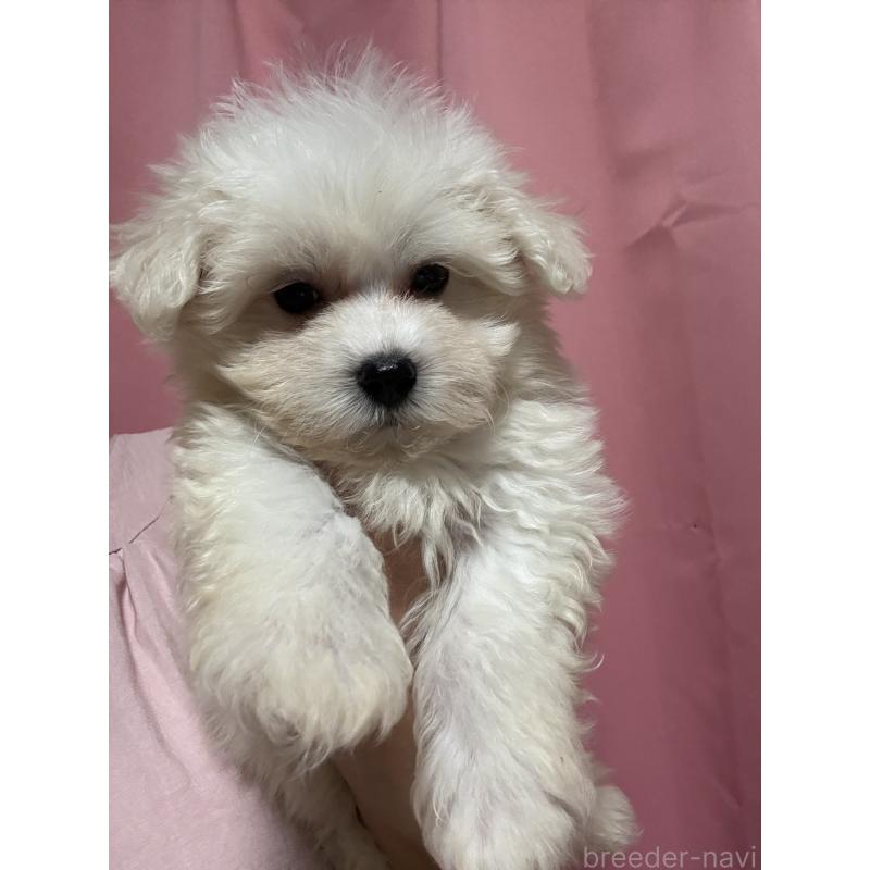 販売中の茨城県のマルプー:マルチーズ×トイプードル-421582の4枚目