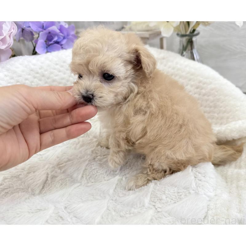 販売中の京都府のトイプードル-423622の13枚目