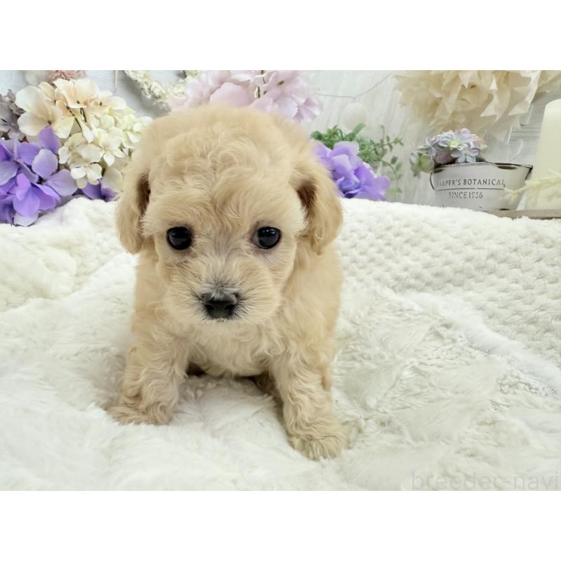 販売中の京都府のトイプードル-423622の12枚目