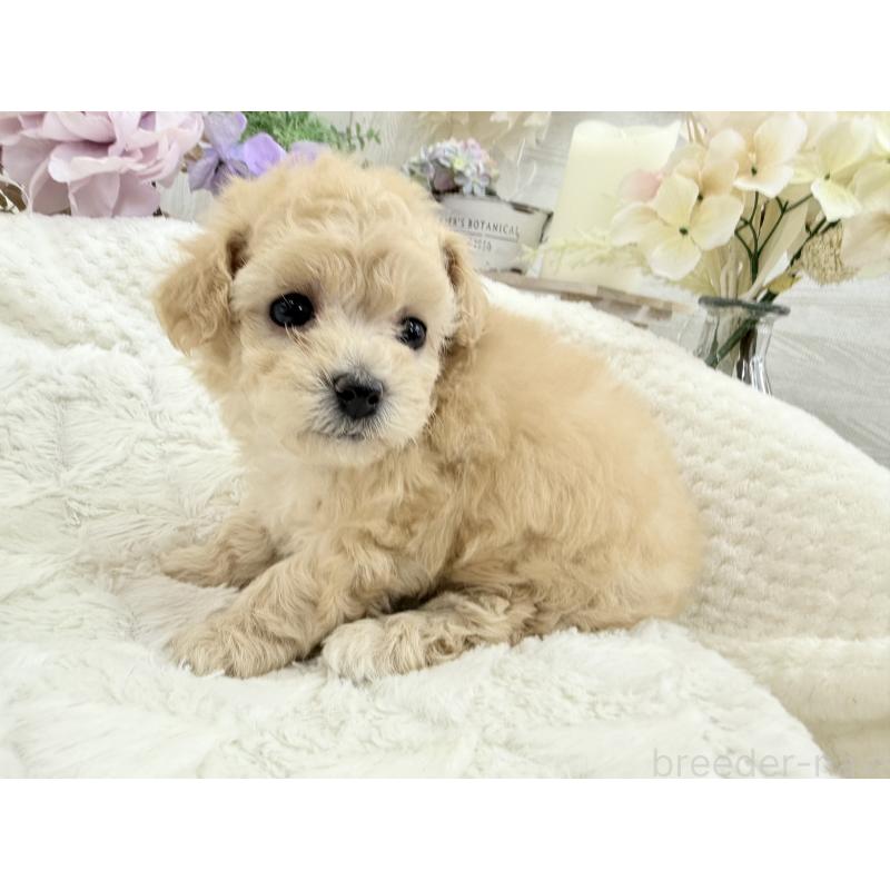 販売中の京都府のトイプードル-423622の10枚目