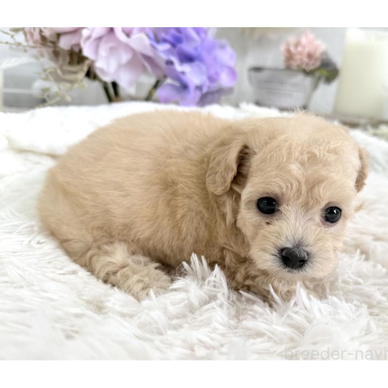 販売中の京都府のトイプードル-423622の9枚目