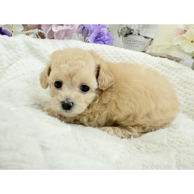 販売中の京都府のトイプードル-423622の8枚目