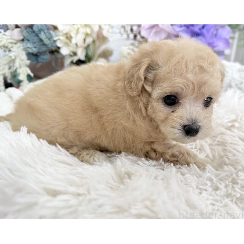 販売中の京都府のトイプードル-423622の7枚目