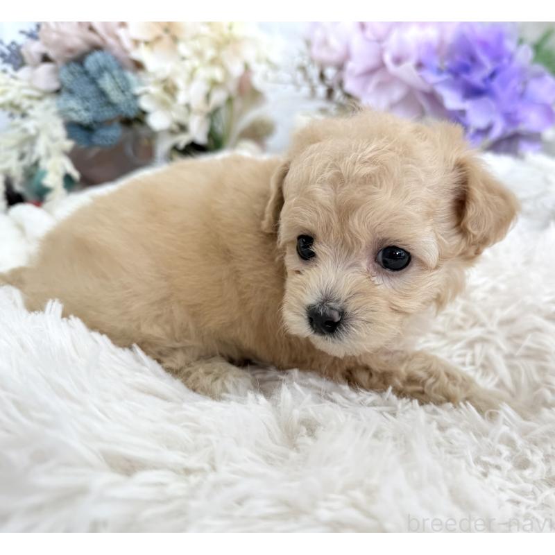 販売中の京都府のトイプードル-423622の6枚目