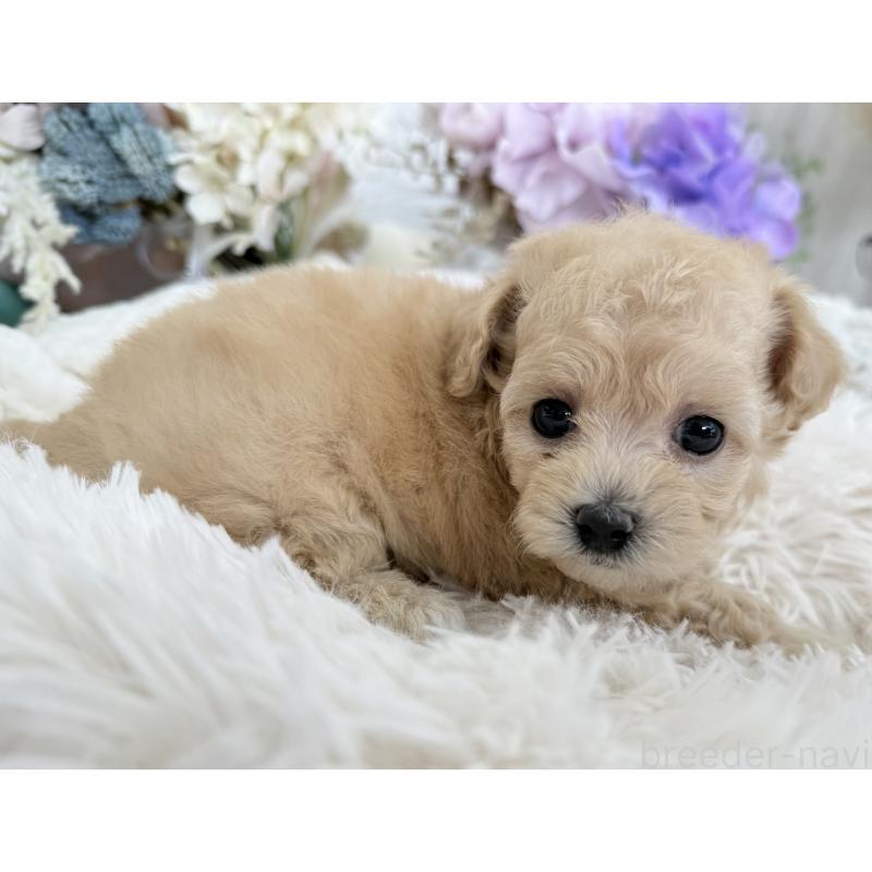 販売中の京都府のトイプードル-423622の5枚目