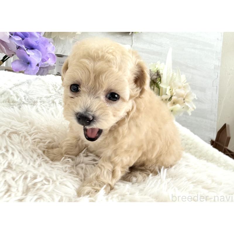 販売中の京都府のトイプードル-423622の4枚目