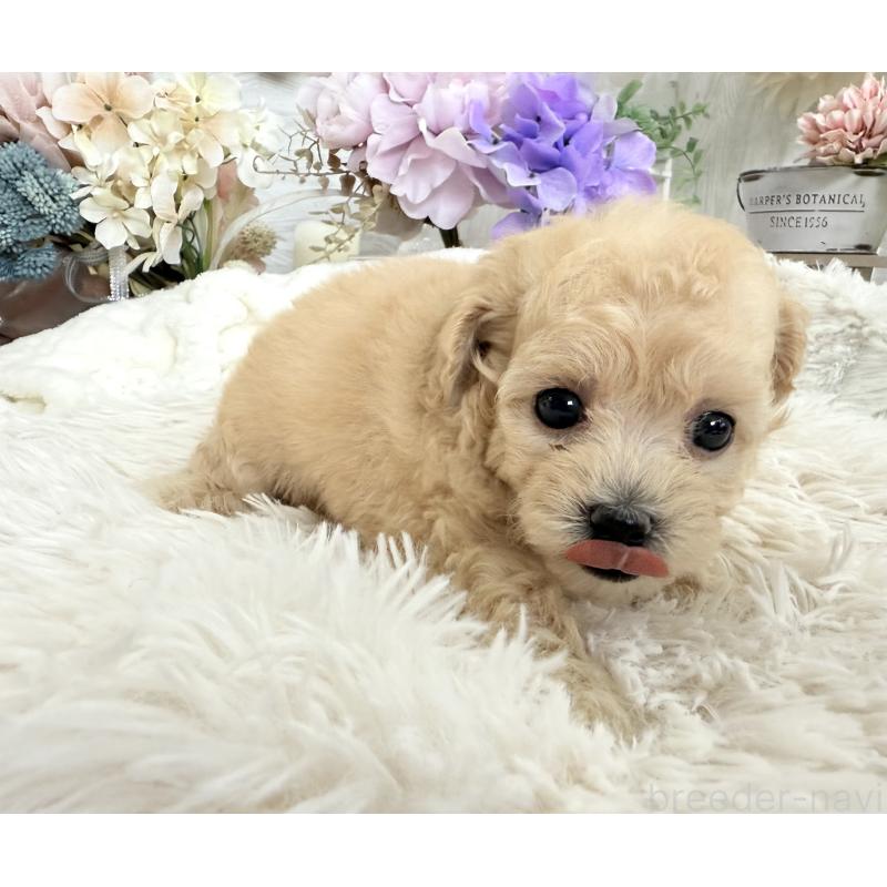 販売中の京都府のトイプードル-423622の3枚目