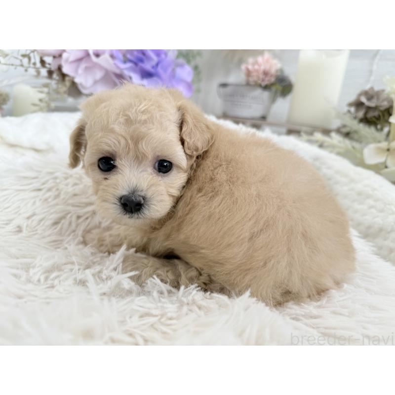 販売中の京都府のトイプードル-423622の2枚目