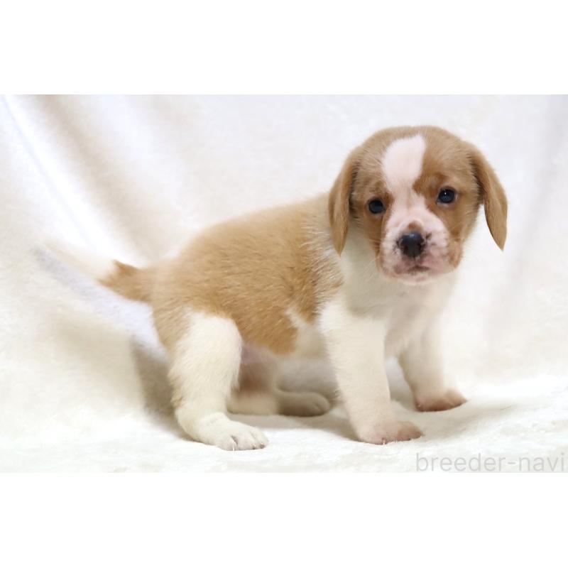 販売中の滋賀県のビーグル-423624の15枚目